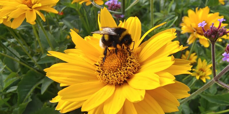 LandFrauenverein Achim