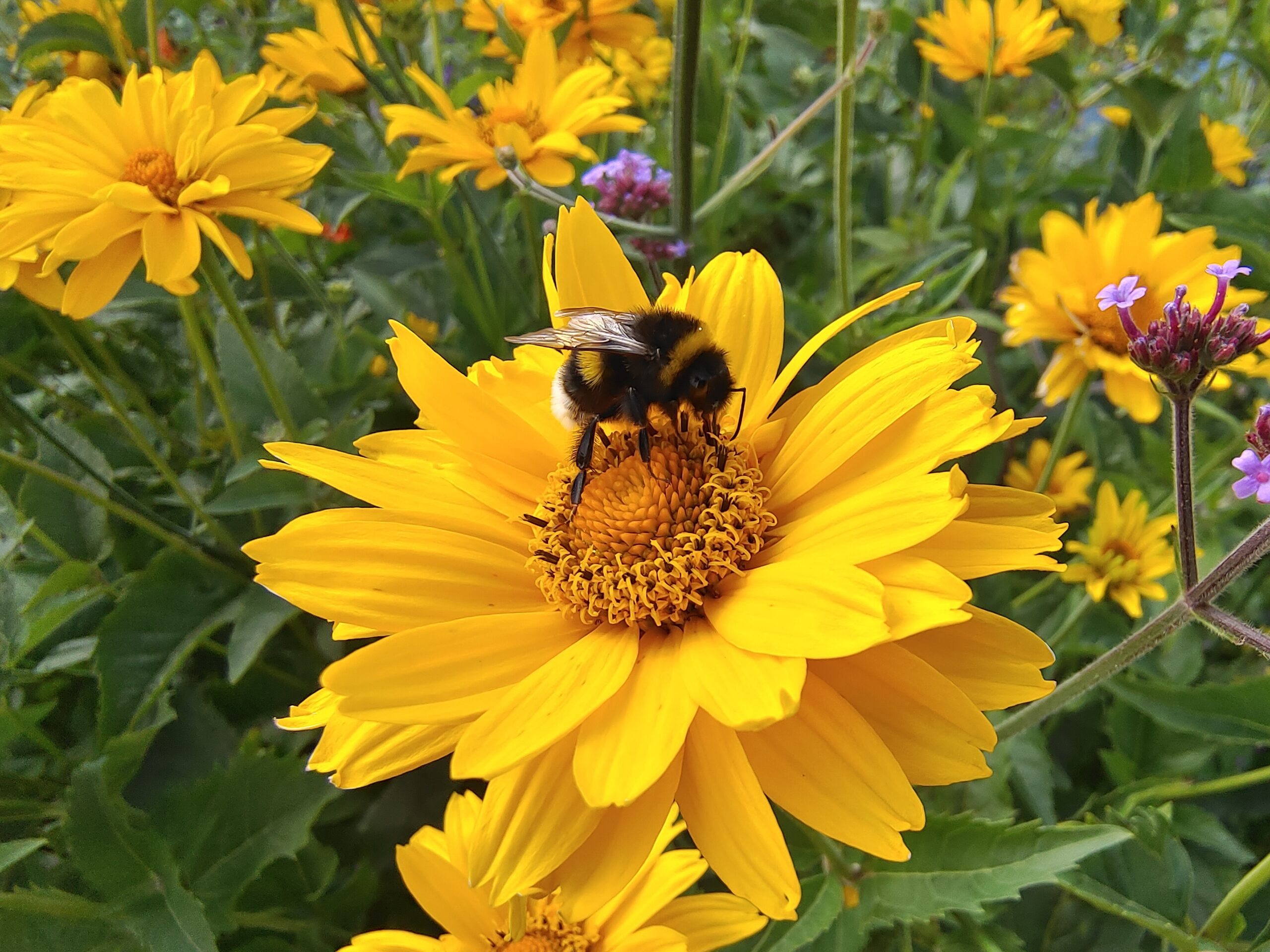 LandFrauenverein Achim